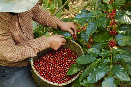 café colombiano julio