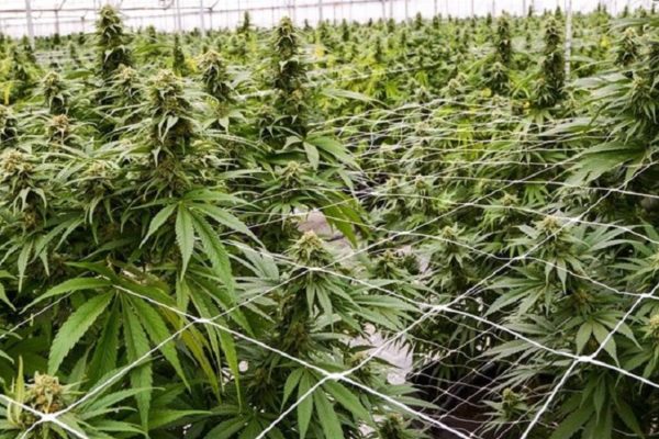 Colombia autoriza la exportación de cannabis